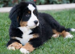 Meet Murphy Our Compay Mascot!